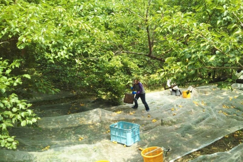 梅もぎのお手伝い